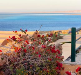 two bedroom-the view-redsea home developer